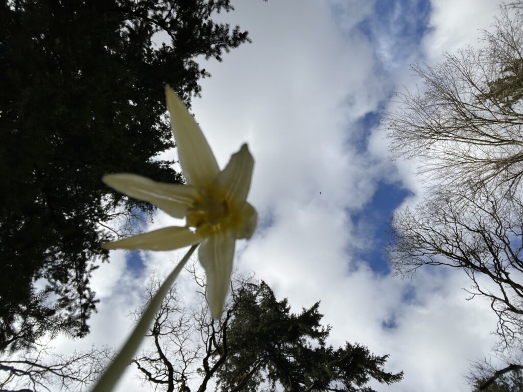 image of lily from ground looking up with image of trees and blue sky with white clouds in background