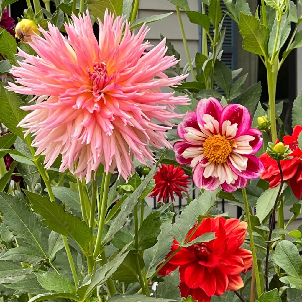 Various types of pink and red dahlia flowers